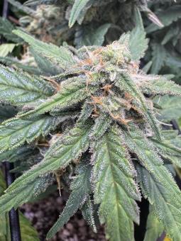 Jack Herer Auto - картинка 5