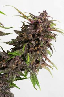 CBD Auto Blackberry Kush - картинка 2