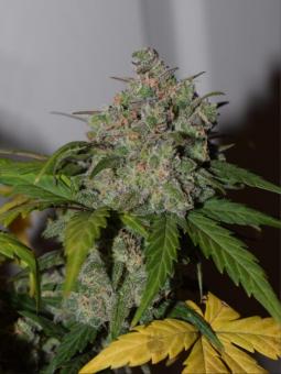 Tangie Auto - картинка 5