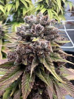 Red Hot Cookies - картинка 2