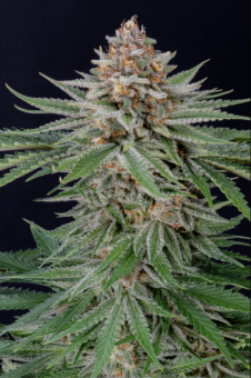 Strawberry Pie Auto - картинка 8