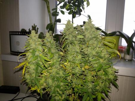 G14 Auto - картинка 5