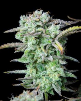 Strawberry Banana Auto - картинка 6