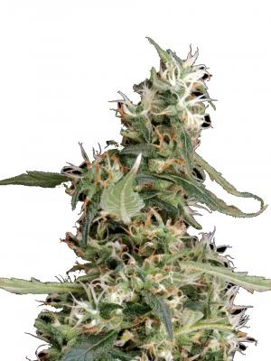 Arjan's Ultra Haze #1