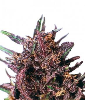 Purple #1 - картинка 1