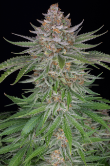 Strawberry Pie Auto - картинка 9