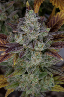 Gorilla Cookies Auto - картинка 5