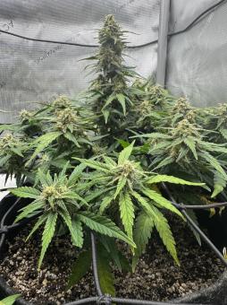 Jack Herer Auto - картинка 3