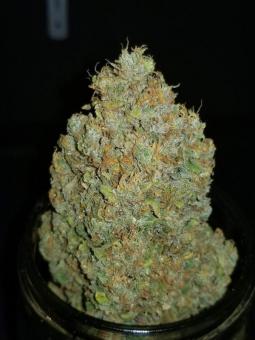 Zkittlez Auto - картинка 7