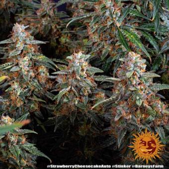 Strawberry Cheesecake Auto - картинка 6
