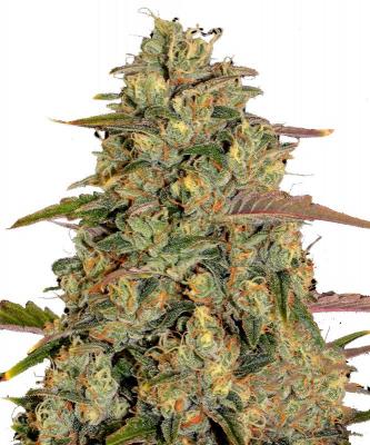 Amnesia Lemon