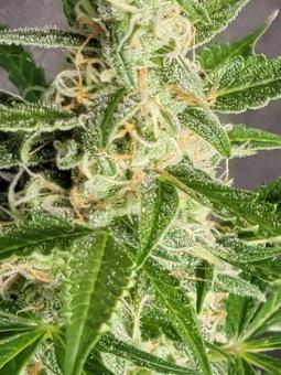 Amnesia Haze Auto - картинка 7