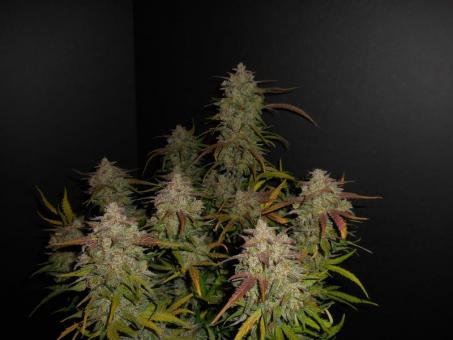 Lemon AK Auto - картинка 9