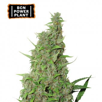 BCN Power Plant - картинка 1