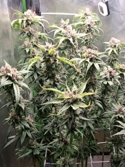 White Widow Auto - картинка 3