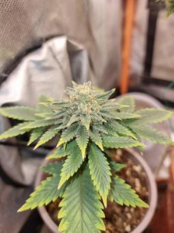 Gelato genetics - картинка 2