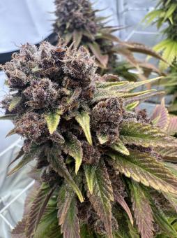 Red Hot Cookies - картинка 1