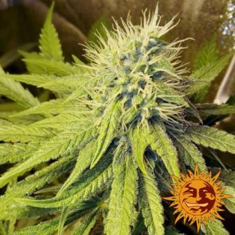 Pineapple Chunk - картинка 6