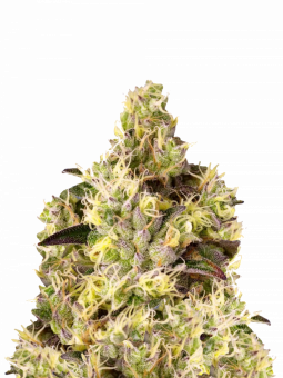 Auto Gelato genetics - картинка 1