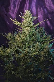 Green Poison Auto - картинка 6