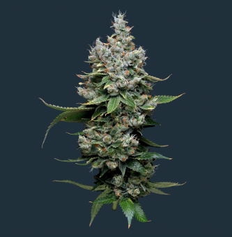 Funfetti Poundcake - картинка 1