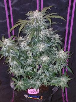 Tangie Auto - картинка 10