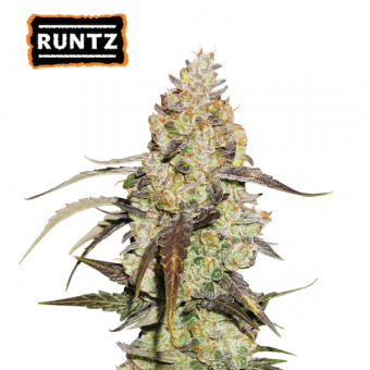 Runtz - картинка 1