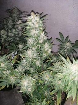 CBD Charlotte's Angel - картинка 4