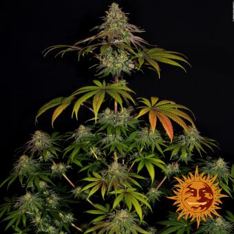 Wedding Cake - картинка 6