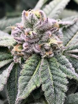 Auto Cherry Breath genetics - картинка 3