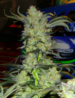 King’s Kush Auto - картинка 4