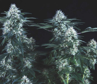 Tutankhamon Fast - картинка 1