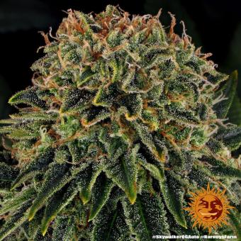 Skywalker OG Auto - картинка 7