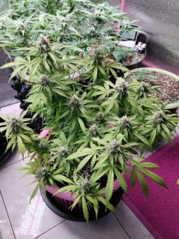 Auto Big Joy genetics - картинка 5