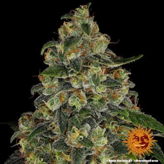 Blue Gelato 41 - картинка 8