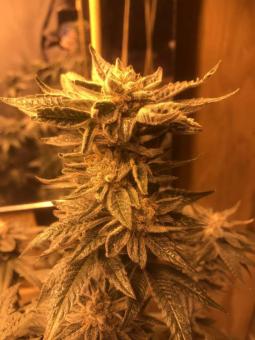 Gelato genetics - картинка 7