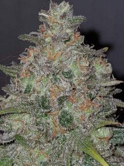 Critical Sensi Star - картинка 3