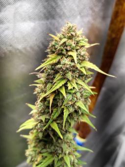 Jack Herer - картинка 4