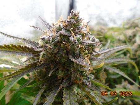 Auto Banana Blaze - картинка 2