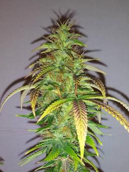 Skunk Auto - картинка 8