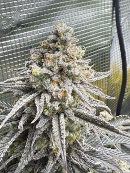 Blueberry