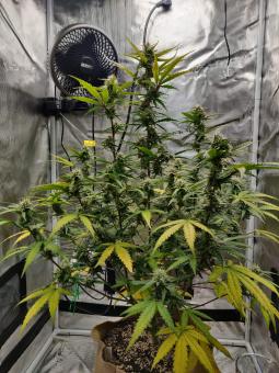 Critical Jack Herer - картинка 1