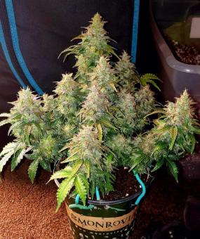 Skunk Auto - картинка 10