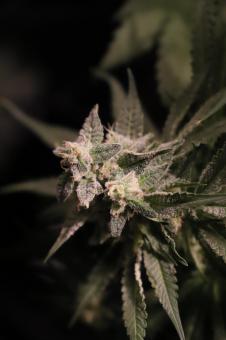 Strawberry Cola Sherbet F1 Fast Version - картинка 2