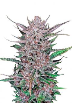 Gorilla Punch Auto - картинка 2