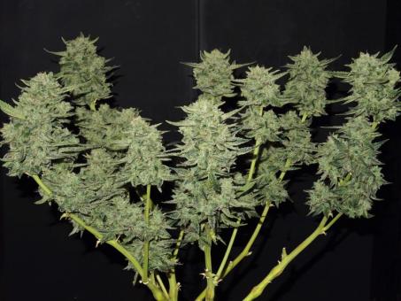 Lemon AK Auto - картинка 3