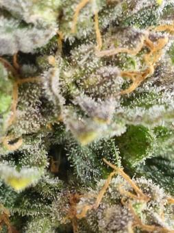 Purple Punch Auto - картинка 4