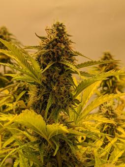 Auto Critical Orange Punch - картинка 2