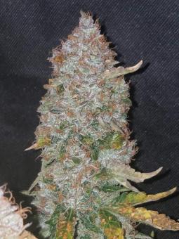 Stardawg Auto - картинка 7