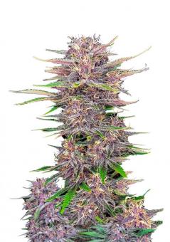 Banana Purple Punch Auto - картинка 2